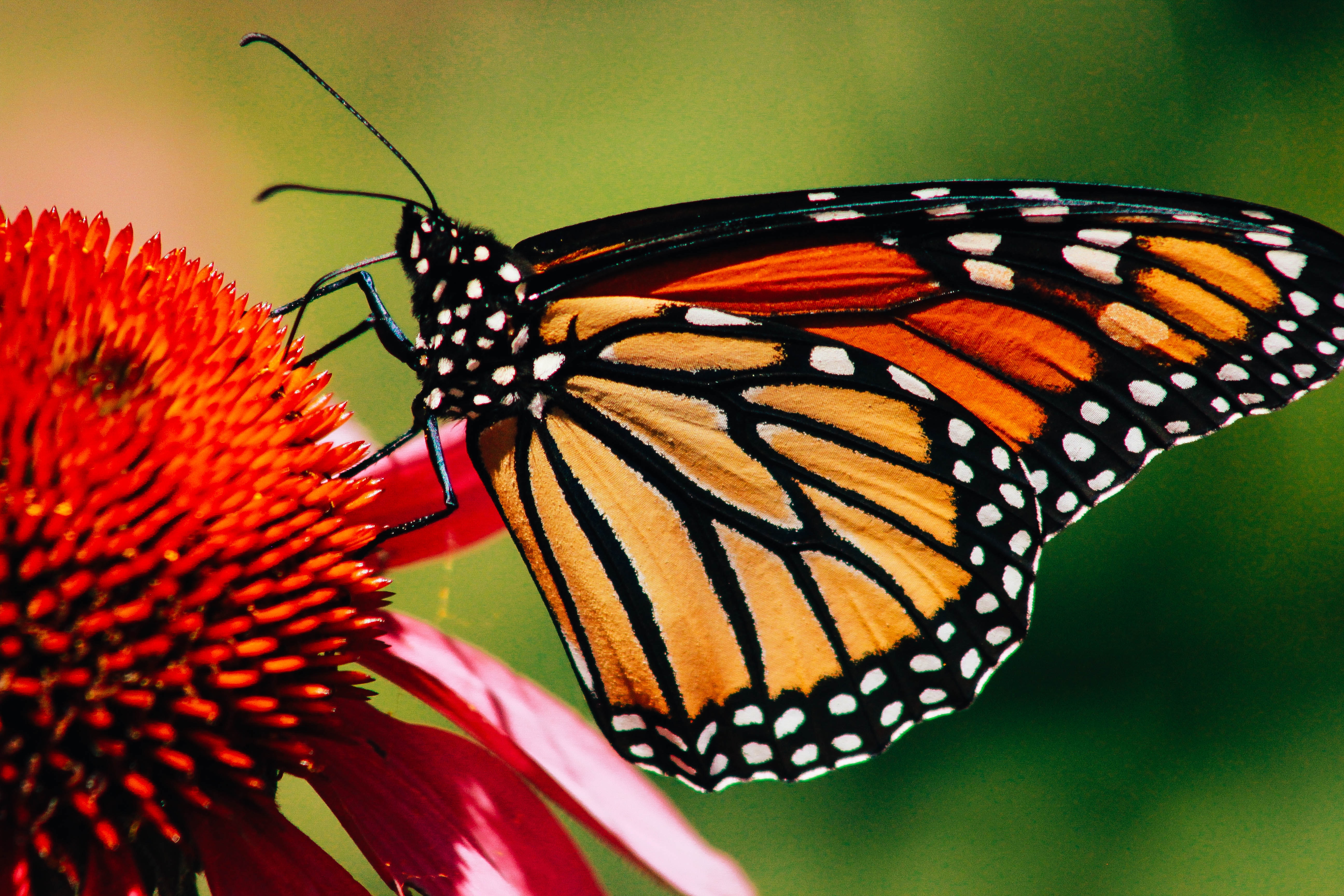 Monarch Butterfly - Fun facts