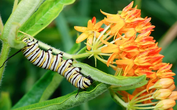 Monarch Butterfly - Fun facts