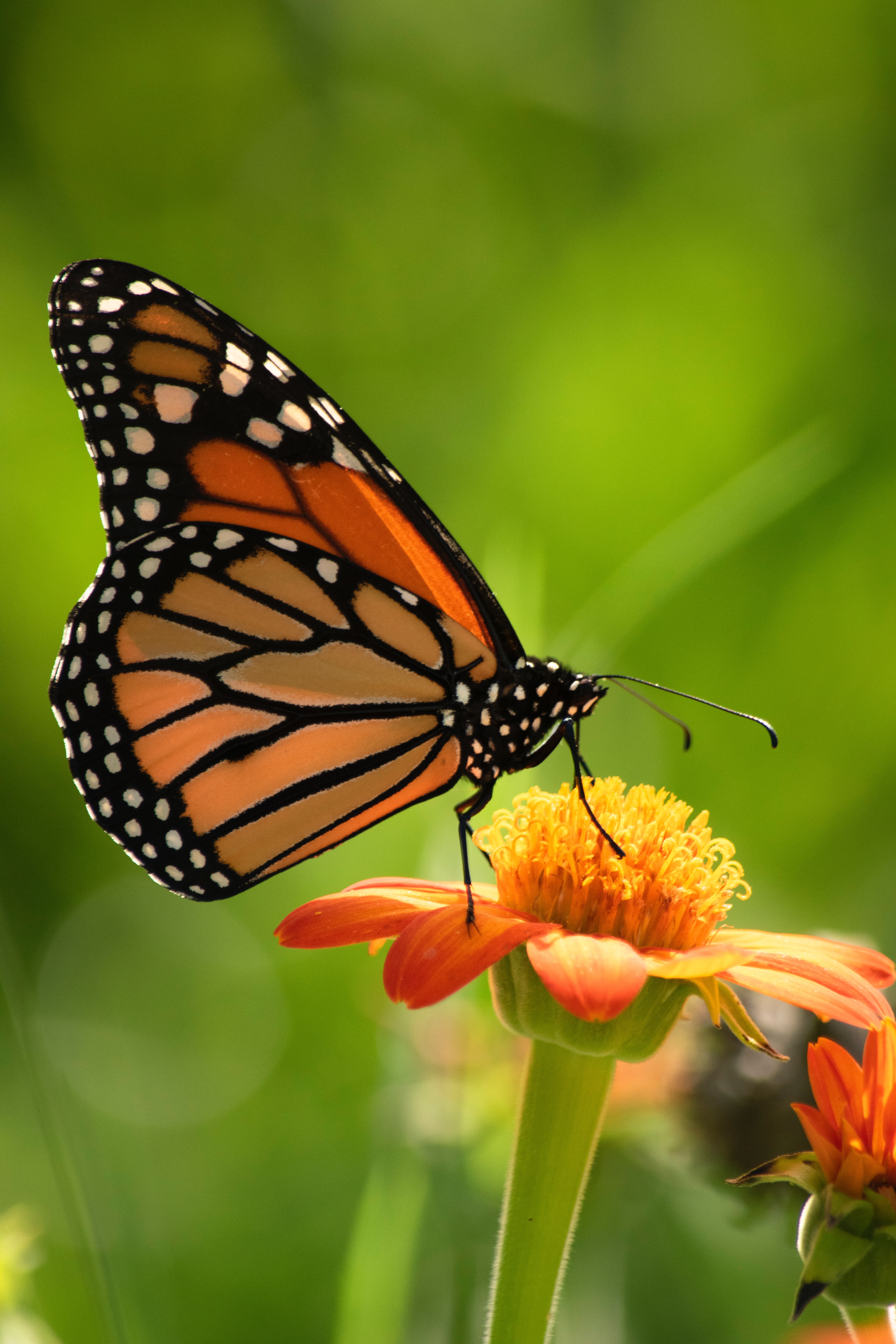 Monarch Butterfly - Fun facts