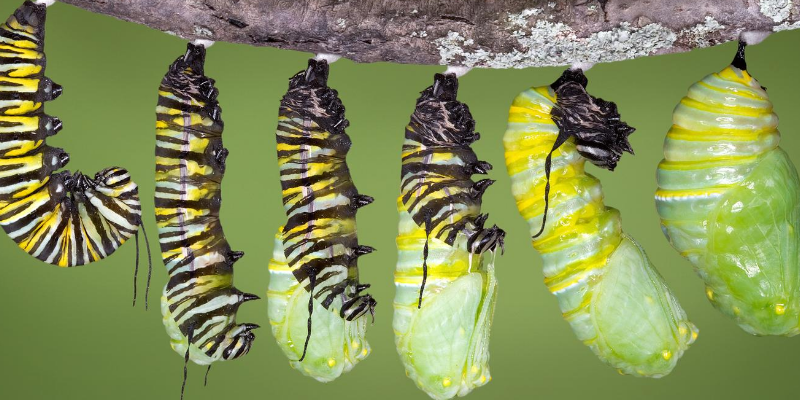 Monarch Butterfly - Fun facts