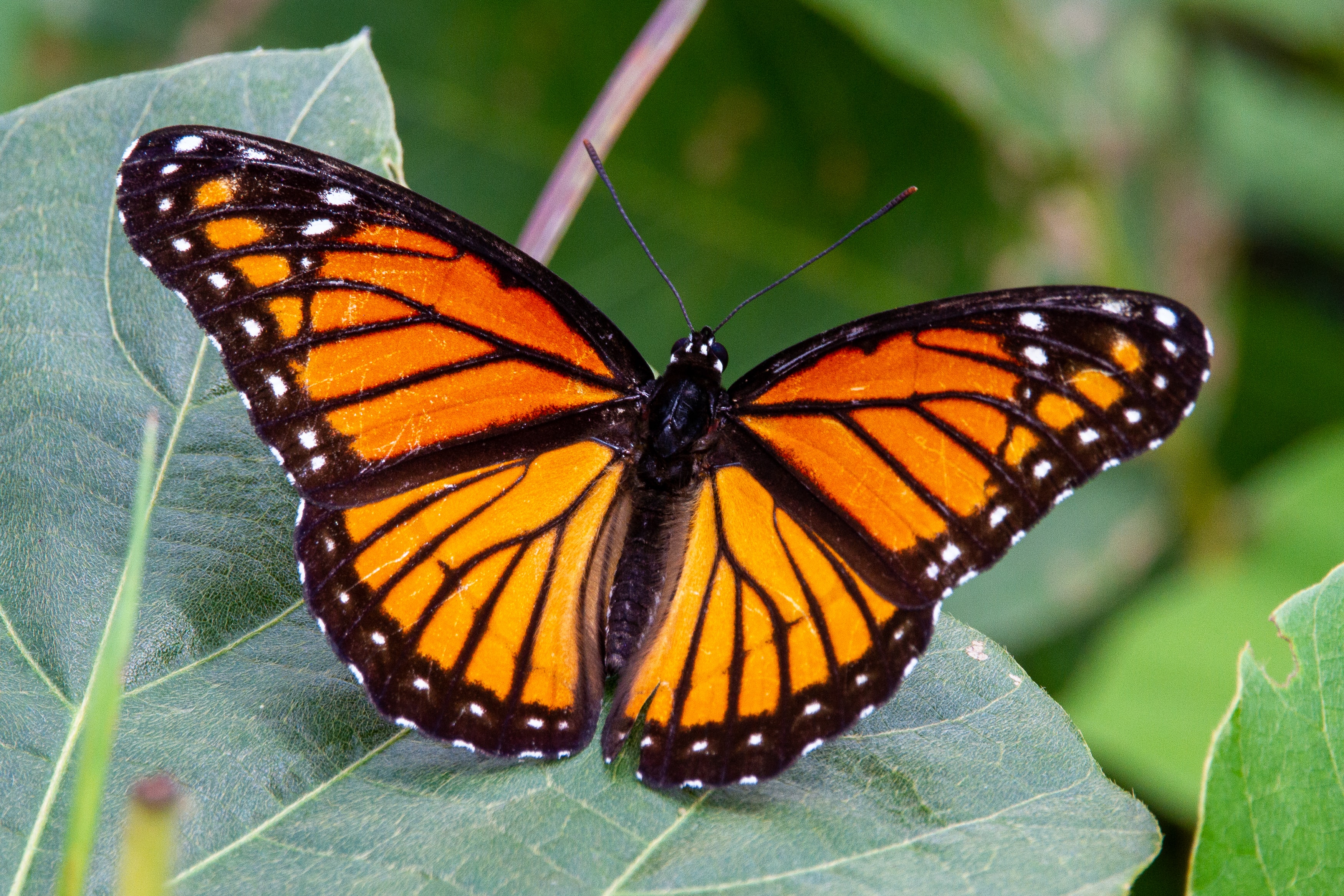 Endangered Species - Monarch Butterfly