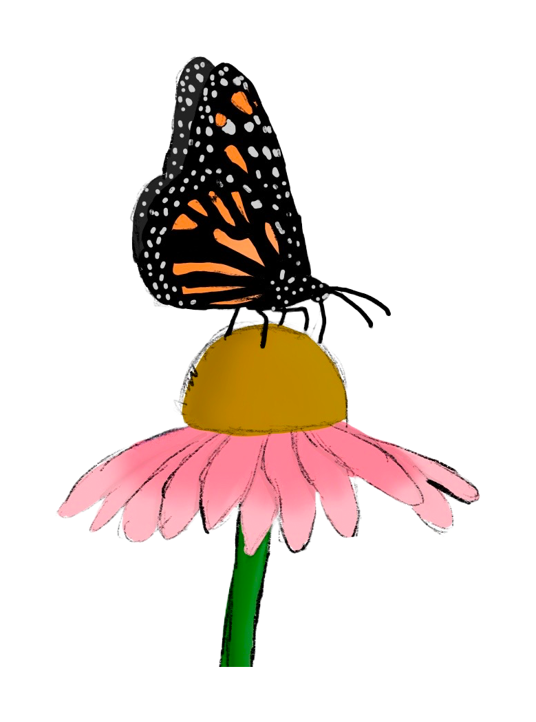 Monarch Butterfly