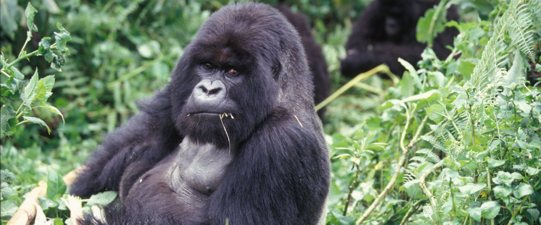 Mountain Gorilla - Fun facts