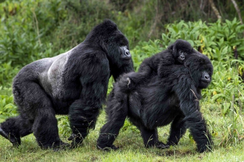 Mountain Gorilla - Fun facts