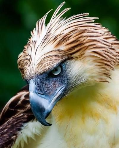 Philippine Eagle - Fun facts