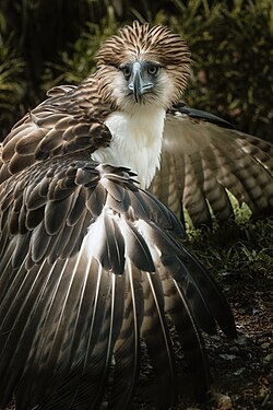 Philippine Eagle - Fun facts