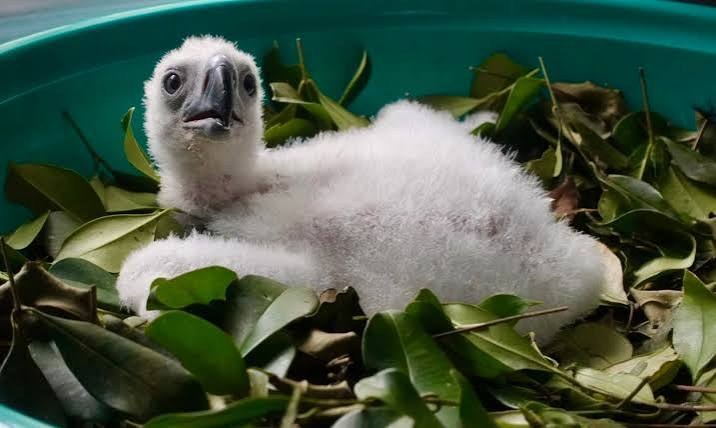 Philippine Eagle - Fun facts