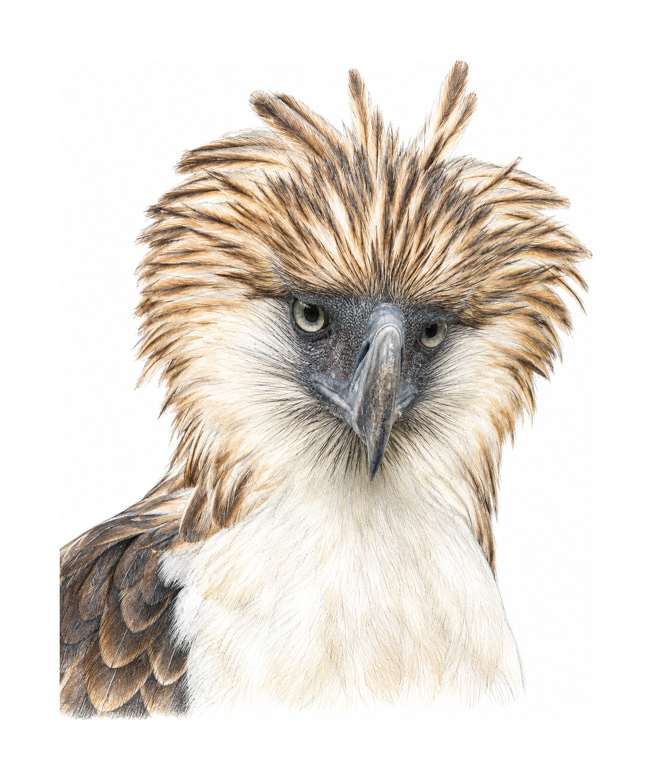Philippine Eagle