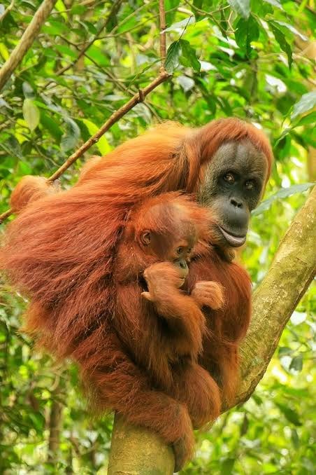 Sumatran Orangutan - Fun facts