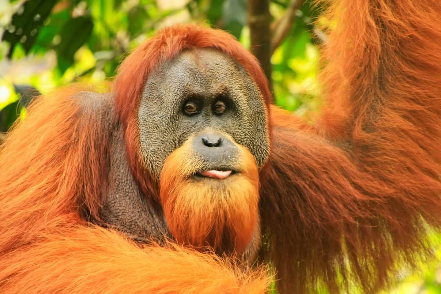 Sumatran Orangutan - Fun facts