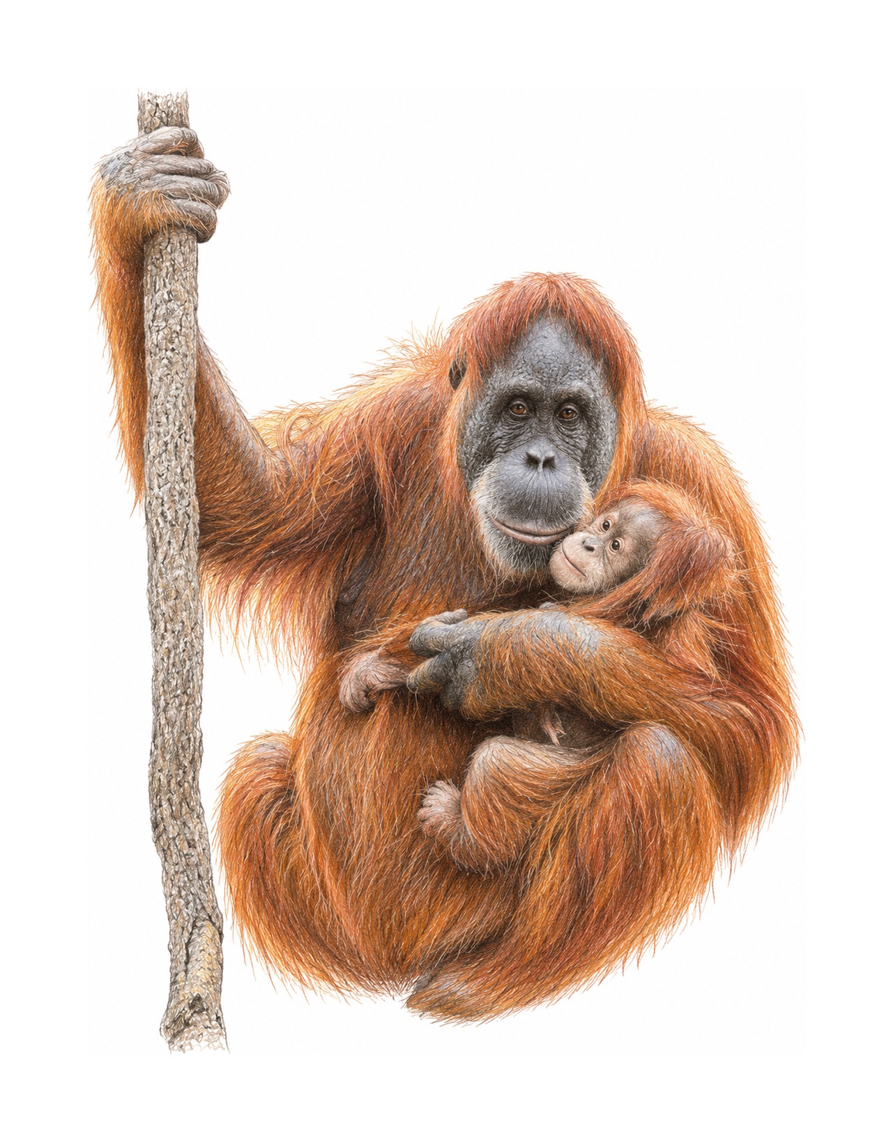 Sumatran Orangutan