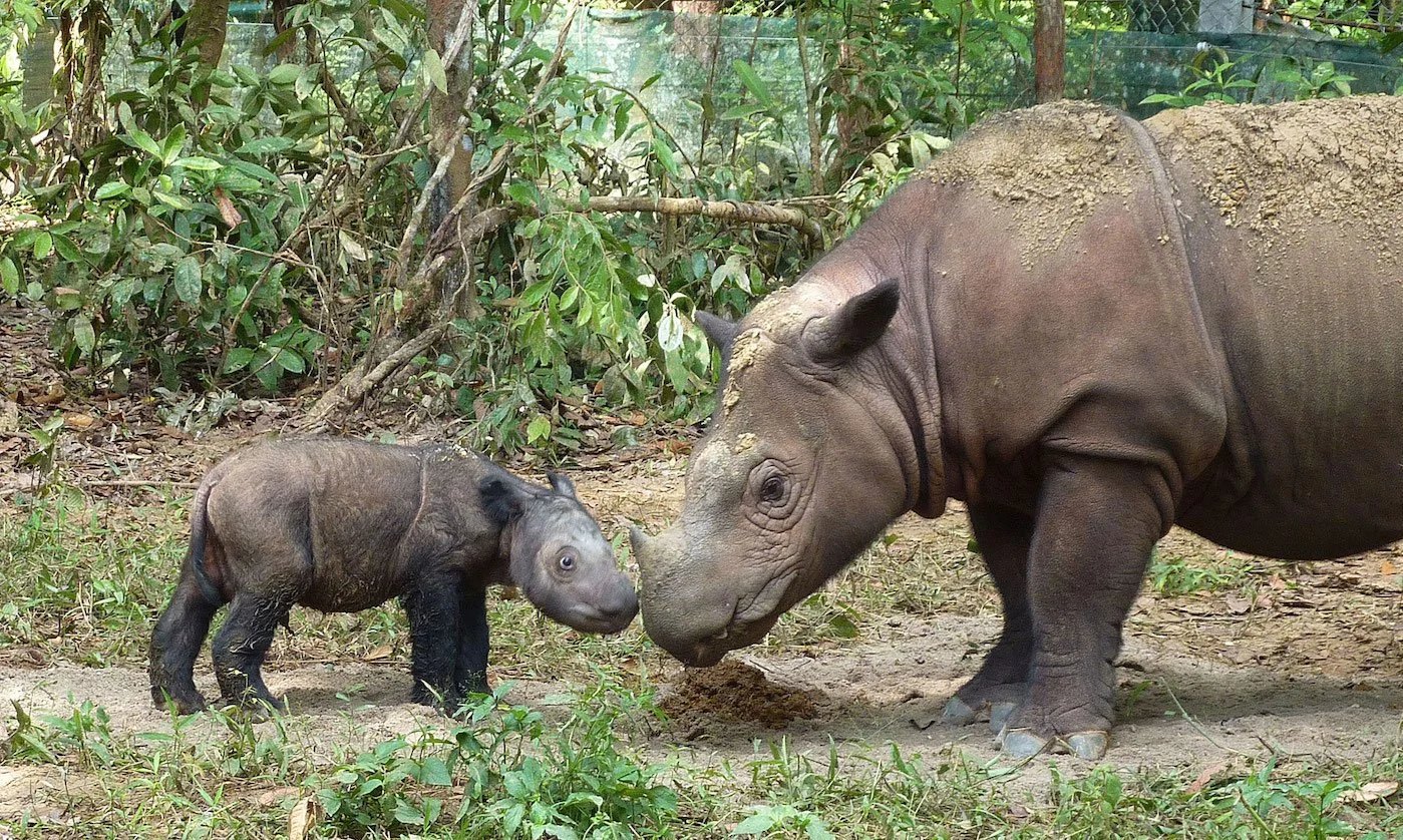 Sumatran Rhino - Fun facts
