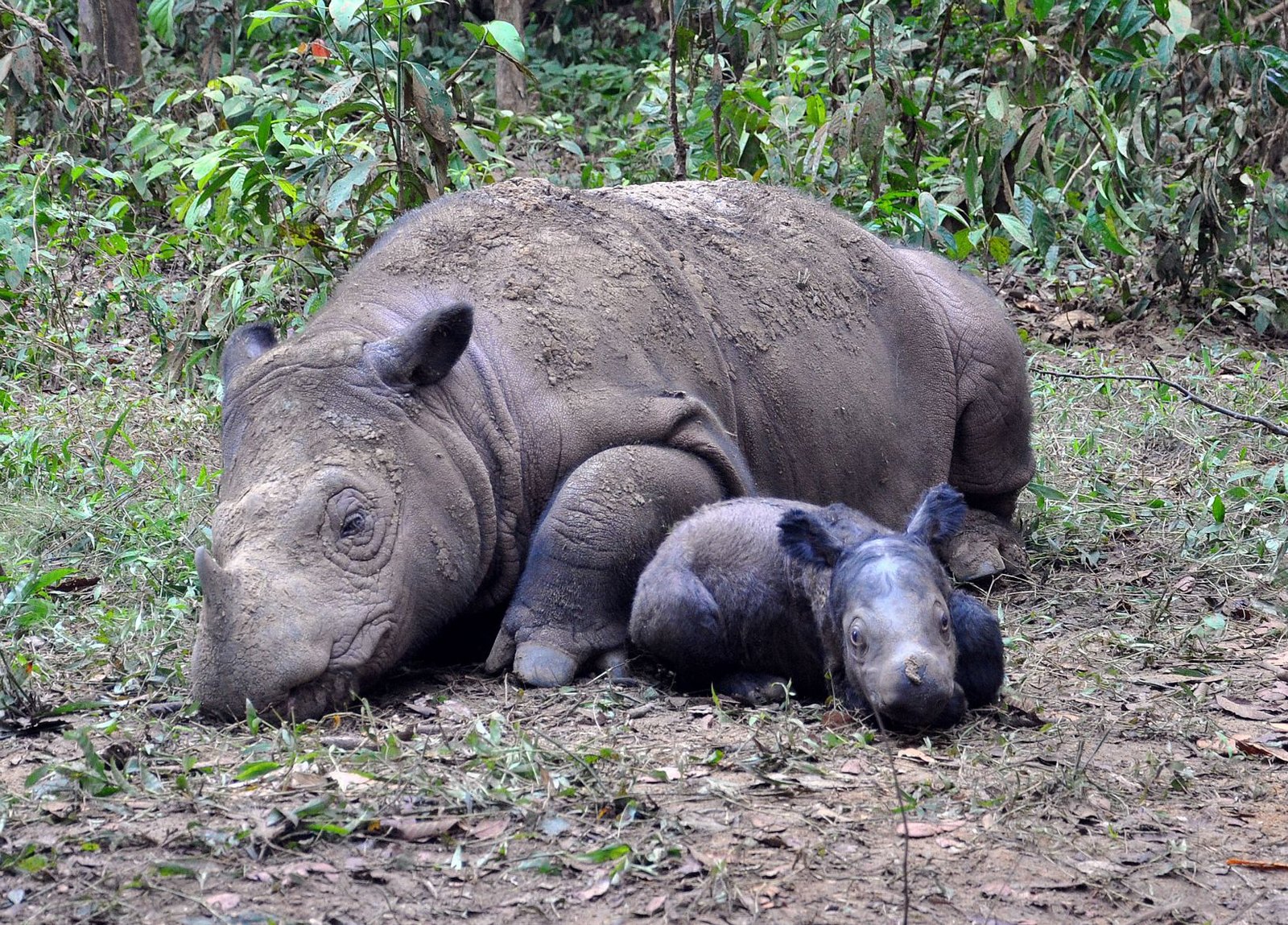 Sumatran Rhino - Fun facts