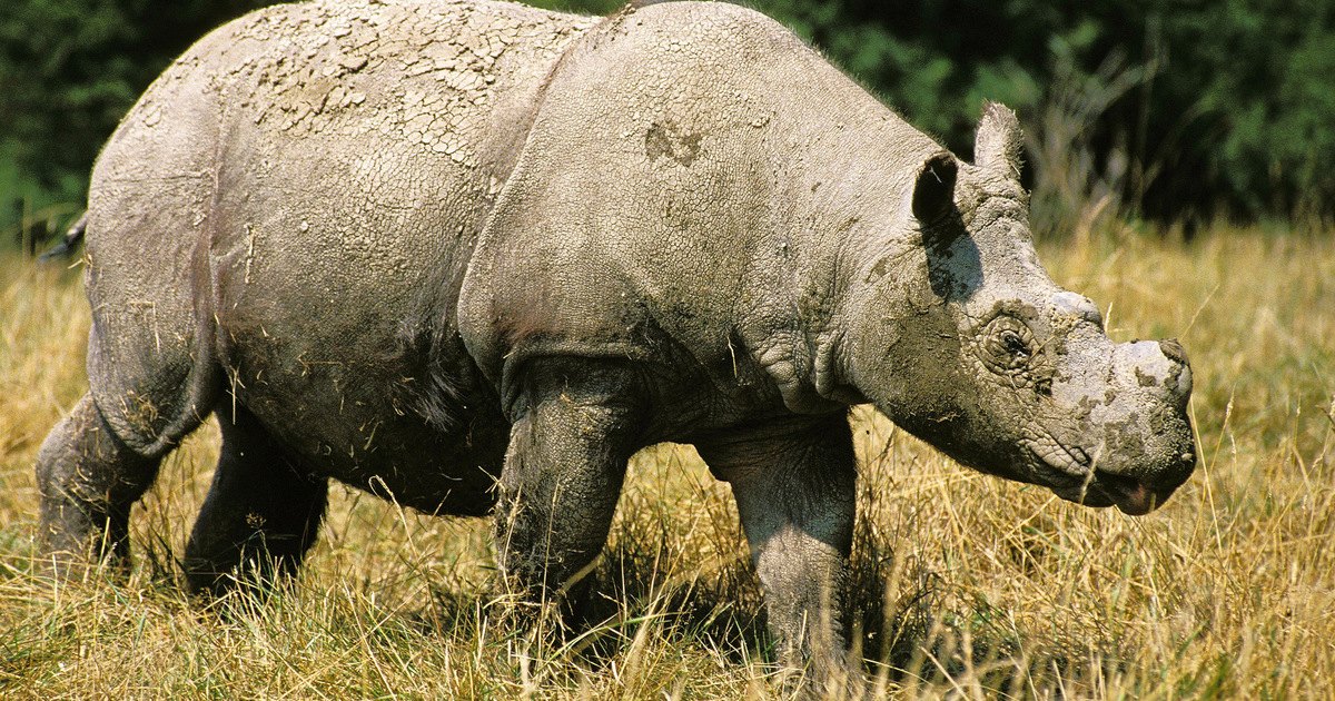 Sumatran Rhino - Fun facts
