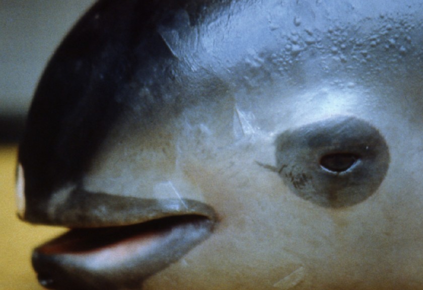 Vaquita - Fun facts
