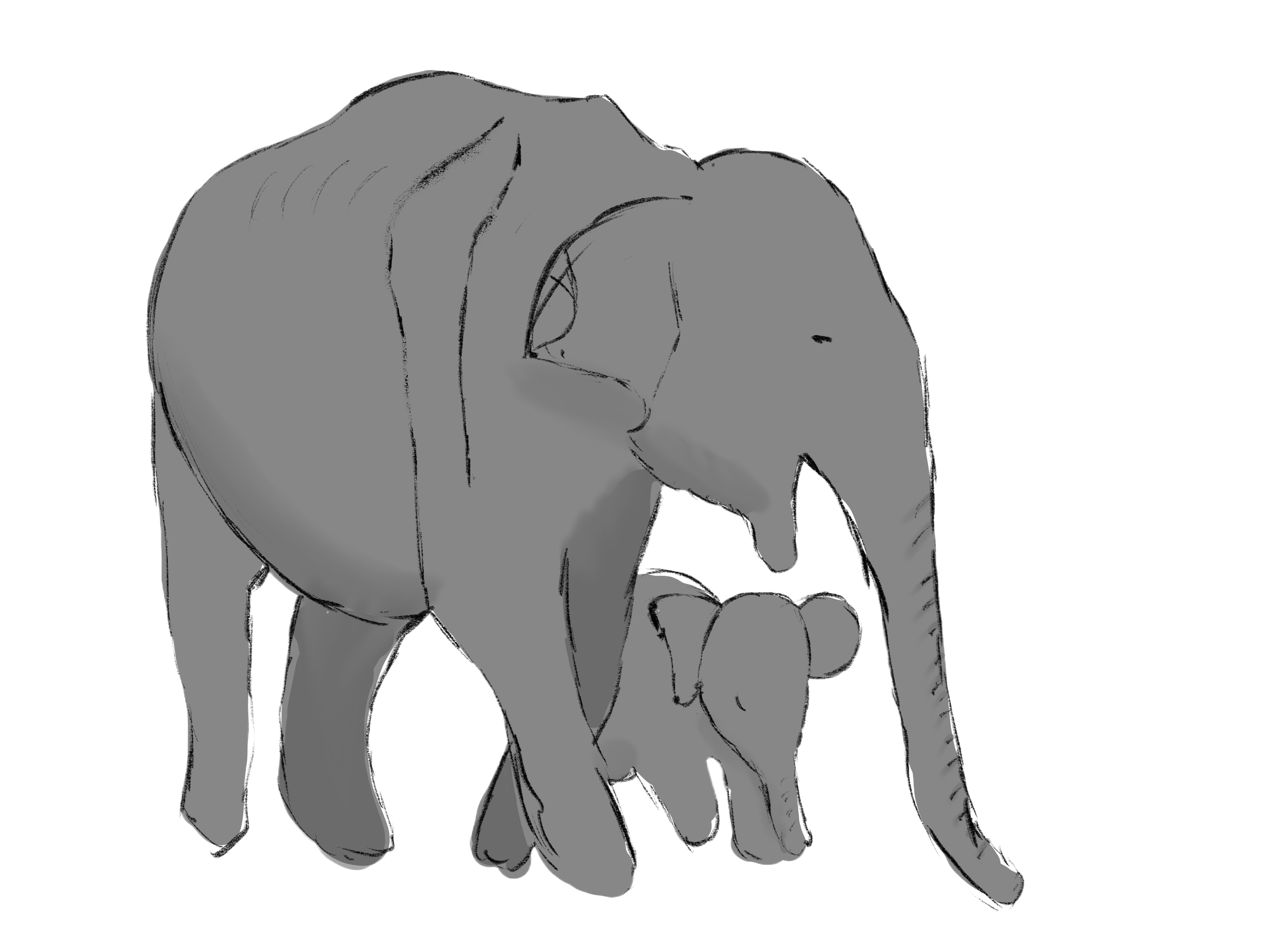 ENDANGERED Animals - Asian Elephant