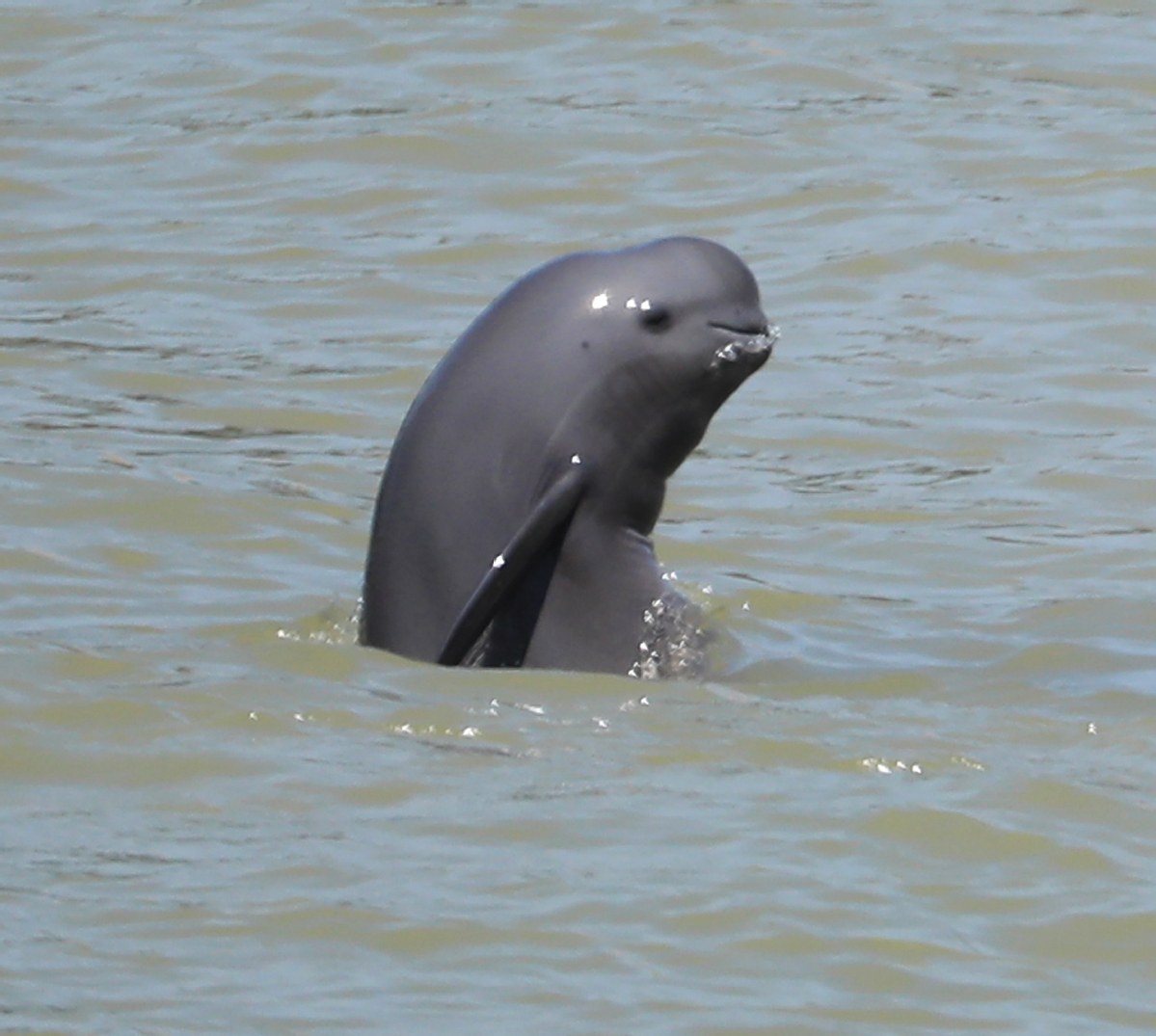 Yangtze Finless Porpoise - Fun facts