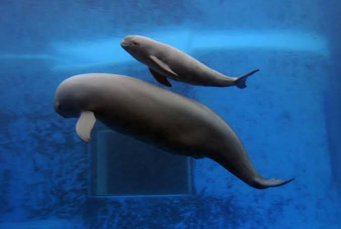 Yangtze Finless Porpoise - Fun facts
