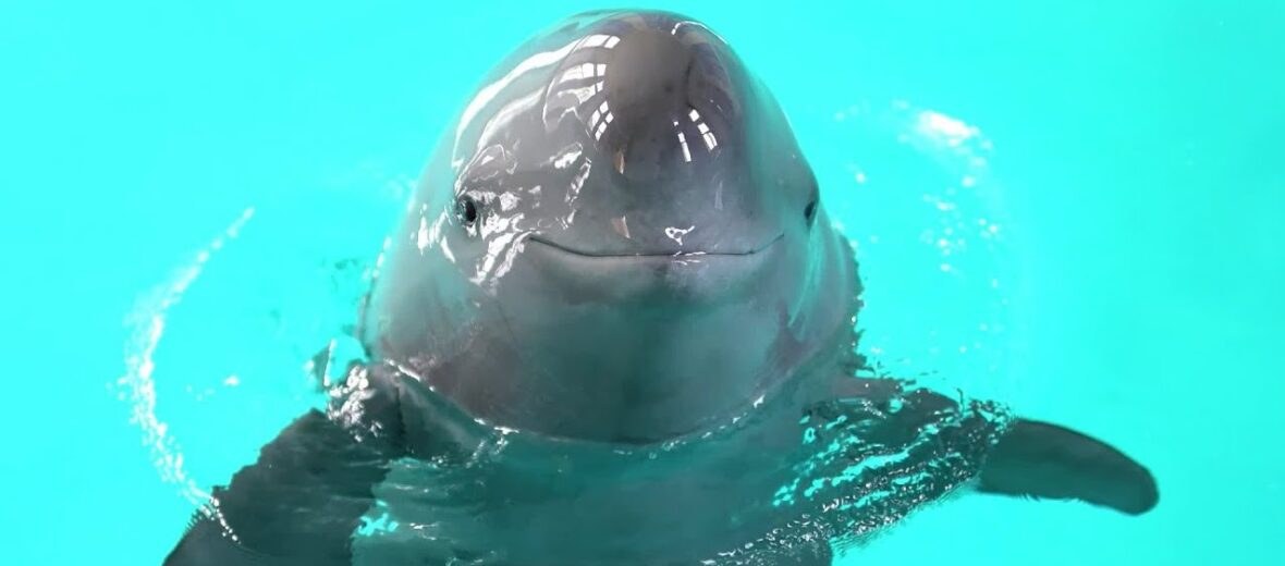 Yangtze Finless Porpoise - Fun facts